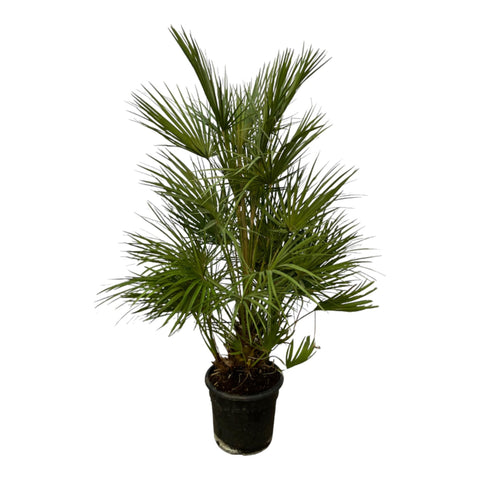 Zwergpalme (Chamaerops Humilis) - 130cm