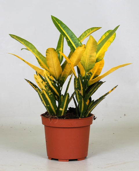 Croton Sunny Star - 30cm