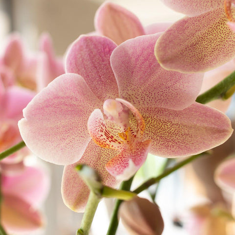 Orchidee 'Altrosa Phalaenopsis' | Topfgröße Ø12cm