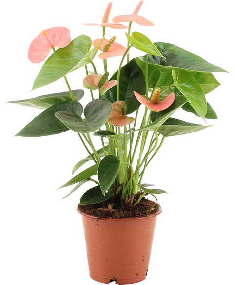 Anthurium 'Spirit' (Flamingoblume) - 40cm | Ø12cm