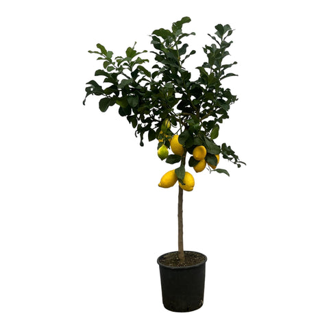 Zitronenbaum (Citrus Lemon) | 150cm