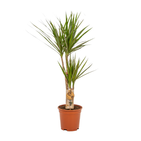 Dracaena Set - 90cm | Ø17cm