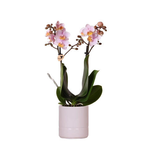 Phalaenopsis Orchidee (Rosa) - Andorra + Pastelltopf rosa - Topfgröße Ø9cm | blühende Zimmerpflanze