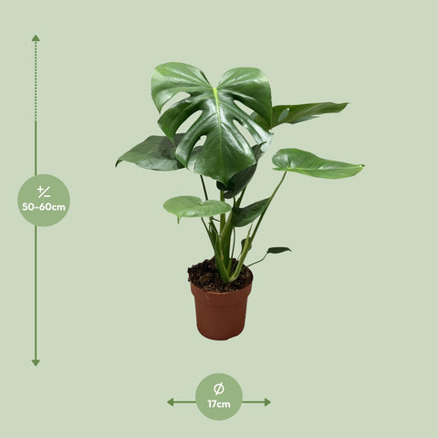 Monstera Deliciosa 55cm - Pflegeleichte Zimmerpflanze kaufen bei PlantMyHome