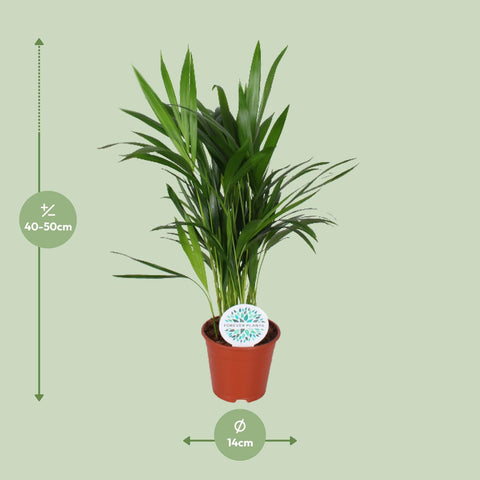 Areca-Palme 50cm - Pflegeleichte Zimmerpflanze kaufen bei PlantMyHome