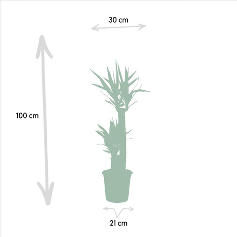 Palmlilie (Yucca) - 100cm | Ø21cm