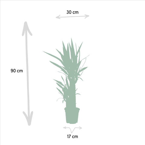 Palmlilie (Yucca) - 90cm | Ø17cm