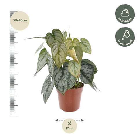 Philodendron Brandtianum - 35cm | ø12