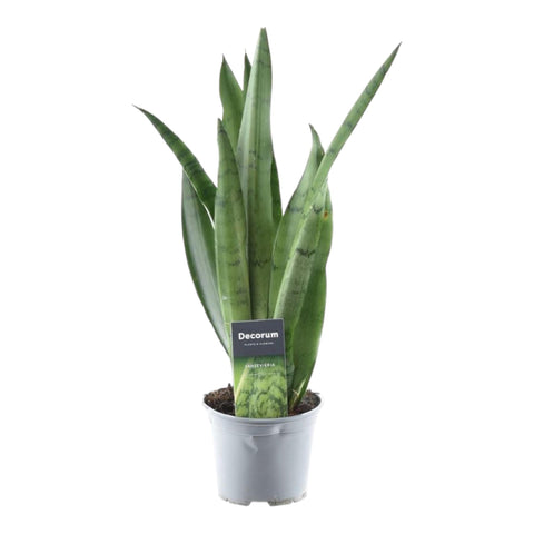 Sansevieria 'Spearmint' | 45cm | ø12