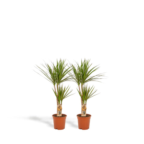 Dracaena Set - 90cm | Ø17cm