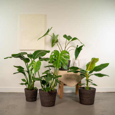 Monstera Deliciosa - 75cm + Alocasia Zebrina - 75cm + Strelitzia Nicolai - 85cm + Musa Dwarf Cavendish - 85cm