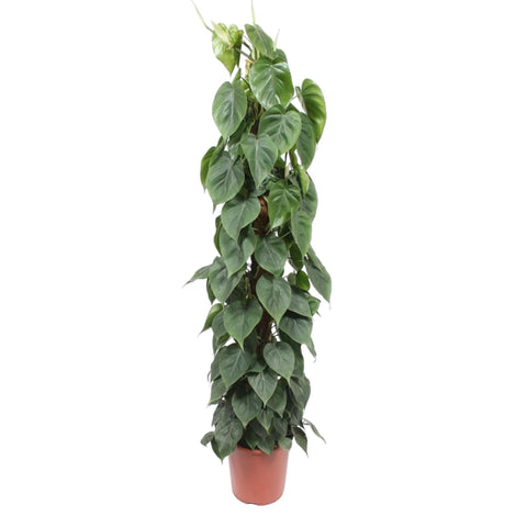 Philodendron Scandens (Moosstab) | 150cm | ø27