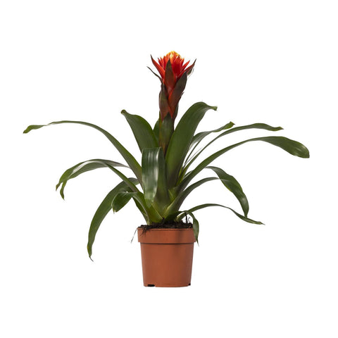 Guzmania Happiness 45cm - Pflegeleichte Zimmerpflanze kaufen bei PlantMyHome