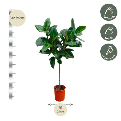 Ficus Elastica 'Robusta' - 130cm | ø24